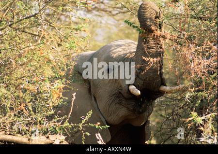 Elefante africano (Loxodonta africana), Riserva di Mashatu, Botswana, Africa Foto Stock