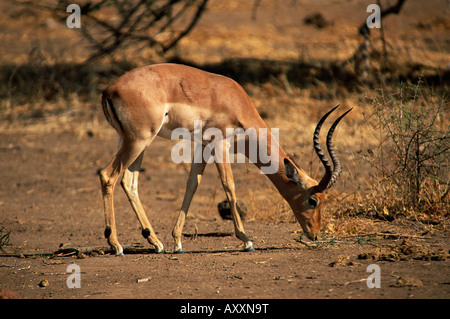 Impala (Aepyceros melampus), Riserva di Mashatu, Botswana, Africa Foto Stock