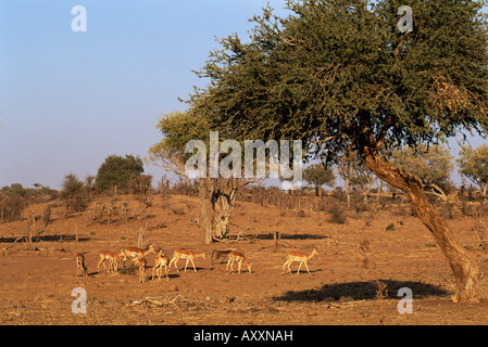 Impala (Aepyceros melampus) e Chacma baboon (Papio ursinus), Riserva di Mashatu, Botswana, Africa Foto Stock