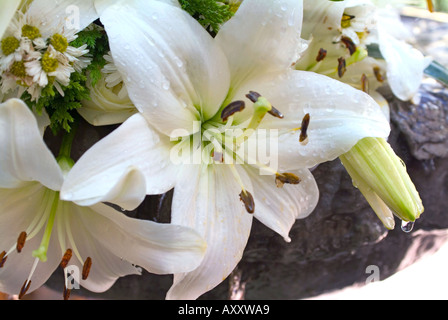 Acqua coperta Lillies bianco Foto Stock