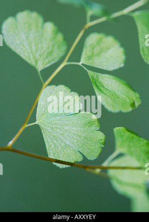 Close up (Adiantum felce capelvenere) Foto Stock