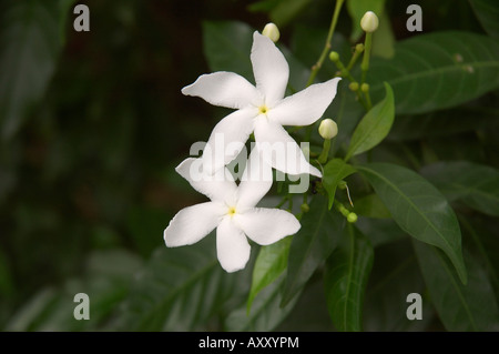 Arricciato gelsomino, Tabernaemontana divaricata, Apocynaceae (oleandro famiglia), un arbusto molto comune in India. Moonbeam, garofano dell India Foto Stock