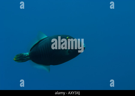 Pesci balestra nero (Melichthys niger) chiamato Humuhumu'ele'ele nuoto in Maui Foto Stock