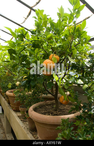 Hot house lemon tree nel giardino della Villa Medicea di Castello, Sesto Fiorentino, Firenze, Toscana Foto Stock