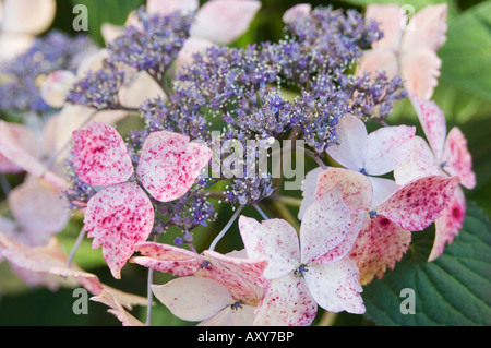 Fiore di ortensie, Bretagna Francia Foto Stock