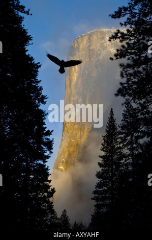 Uccello che vola attraverso gli alberi e la luce del mattino con cancellazione di nuvole temporalesche su El Capitan Yosemite National Park in California Foto Stock