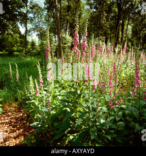 Regno Unito Cheshire Altrincham Dunham Massey Casa bosco selvatico foxgloves Foto Stock