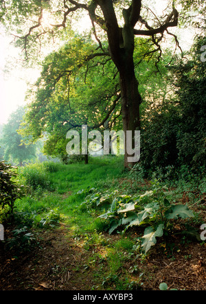 Regno Unito Cheshire Wilmslow Styal Norcliffe Hall percorso attraverso il campo Foto Stock