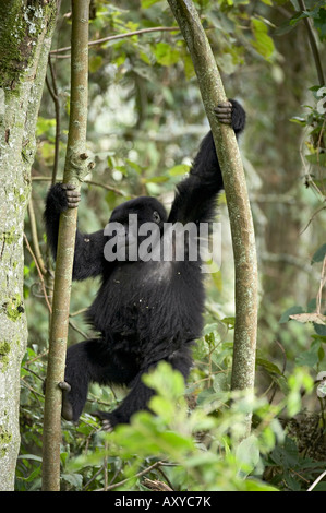 Giovani gorilla di montagna (Gorilla gorilla beringei) giocando in alberi, Amahoro un gruppo, Parco Nazionale Vulcani, Ruanda, Africa Foto Stock