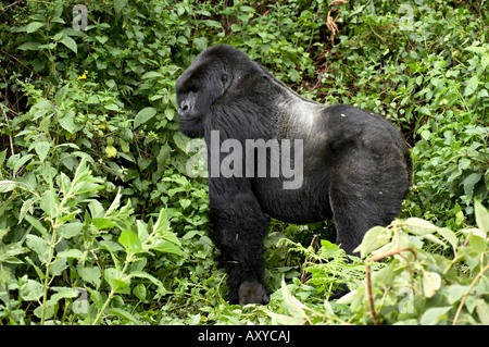 Silverback gorilla di montagna (Gorilla gorilla beringei) in piedi nel profilo, Shinda gruppo, Parco Nazionale Vulcani, Ruanda Foto Stock