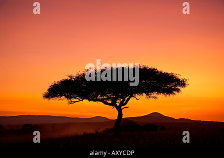 Acacia profilarsi all'alba, il Masai Mara Game Reserve, Kenya, Africa orientale, Africa Foto Stock