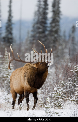 Bull elk (Cervus canadensis) bugling nella neve, il Parco Nazionale di Jasper, Sito Patrimonio Mondiale dell'UNESCO, Alberta, Canada Foto Stock