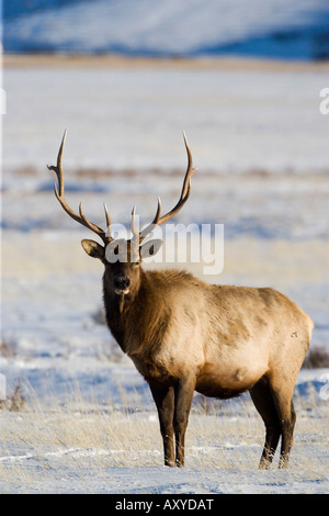 Bull elk (Cervus canadensis) nella neve, National Elk Refuge, Jackson, Wyoming, Stati Uniti d'America, America del Nord Foto Stock