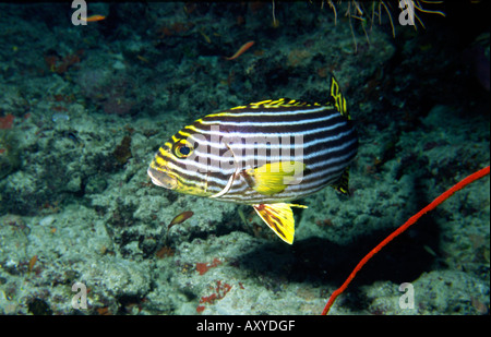 Maldive subacquea sweetlips orientali Plectorynchus orientalis Foto Stock
