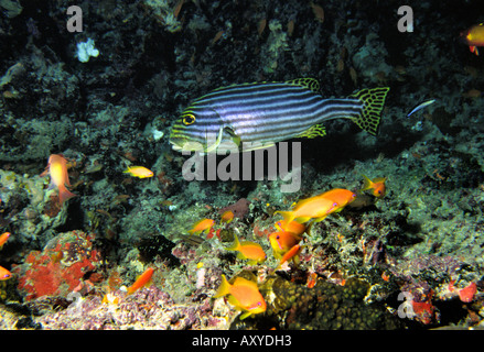 Maldive subacquea sweetlips orientali Plectorynchus orientalis Foto Stock
