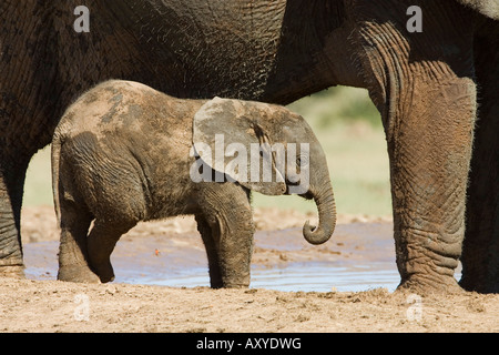 Baby elefante africano (Loxodonta africana) in piedi da sua madre, Addo Elephant National Park, Sud Africa e Africa Foto Stock