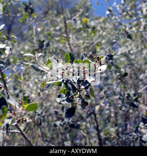 Frangola bacche ( Rhamnus alaternus L ) famiglia Rhamnaceae italiano o mediterraneo frangola in primavera Foto Stock