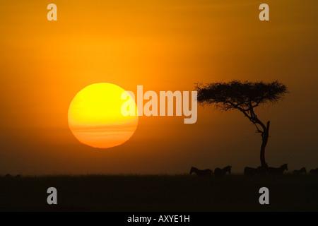 Al tramonto con un'acacia all'orizzonte, il Masai Mara Game Reserve, Kenya, Africa orientale, Africa Foto Stock