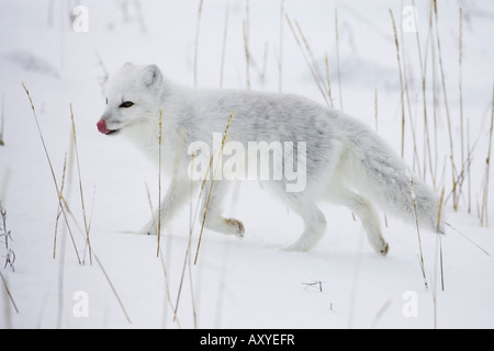 Arctic Fox (Alopex lagopus) in esecuzione nella neve, vicino a Churchill, Manitoba, Canada, America del Nord Foto Stock