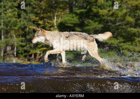Lupo (Canis lupus) in esecuzione attraverso acqua, in cattività, Minnesota Wildlife Connessione, arenaria, Minnesota, Stati Uniti d'America Foto Stock