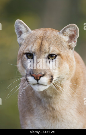 Mountain lion (cougar) (Felis concolor) fissando, in cattività, Minnesota Wildlife Connessione, Minnesota, USA, America del Nord Foto Stock