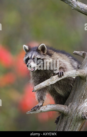 Raccoon (racoon) (Procione lotor) in una struttura ad albero con una bocca aperta, in cattività, Minnesota Wildlife Connessione, Minnesota, Stati Uniti d'America Foto Stock