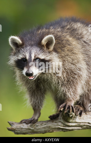 Raccoon (racoon) (Procione lotor), in cattività, Minnesota Wildlife Connessione, arenaria, Minnesota, USA, America del Nord Foto Stock