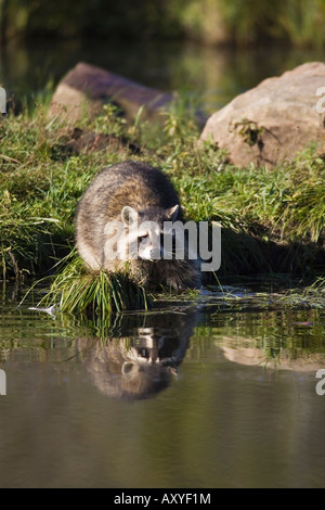 Raccoon (racoon) (Procione lotor) al bordo delle acque con la riflessione, in cattività, Minnesota Wildlife Connessione, Minnesota, Stati Uniti d'America Foto Stock