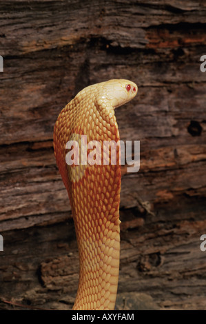 Albino monocled cobra (Naja naja kaouthia), in cattività, dal sud-est asiatico, in Asia Foto Stock