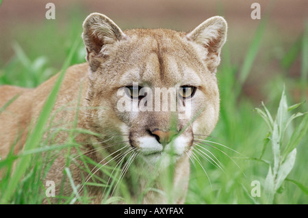 Mountain lion (Felis concolor), in cattività, arenaria, Minnesota, Stati Uniti d'America, America del Nord Foto Stock