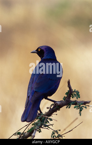 Maggiore blu-eared glossy starling (Lamprotornis chalybaeus), Kruger National Park, Sud Africa e Africa Foto Stock