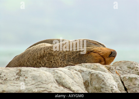 Un sigillo sonnolento Foto Stock