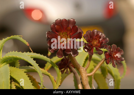 Weird piante succulente con piccole auto in background il parco auto Cornovaglia Foto Stock