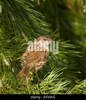 Dunnock In Cedrus - Prunella modularis Foto Stock