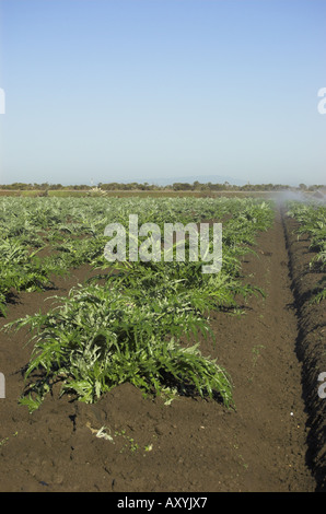 Gli sprinkler nel campo di carciofo vicino a Castroville costa centrale della California Foto Stock
