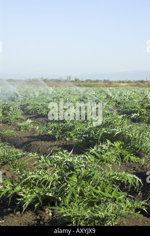 Gli sprinkler nel campo di carciofo vicino a Castroville costa centrale della California Foto Stock