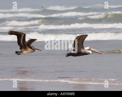 TX USA Padre Island National Seashore pellicani marroni ( Pelecanus occidentalis) in volo Foto Stock