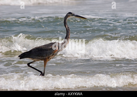 Airone blu (Ardea erodiade) sulla riva del mare Padre Island TX USA Foto Stock