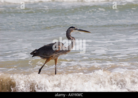 Airone blu (Ardea erodiade) sulla riva del mare Padre Island TX USA Foto Stock