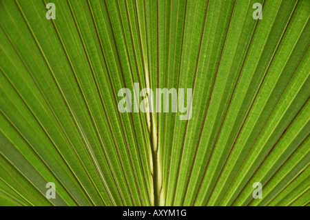 Pindo Palm (butia capitata) piuma verde a forma di curva di fronde Foto Stock