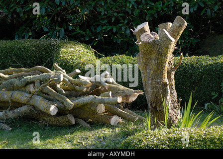 Contorte willow in un giardino uccisi dalla malattia e abbattuto Foto Stock