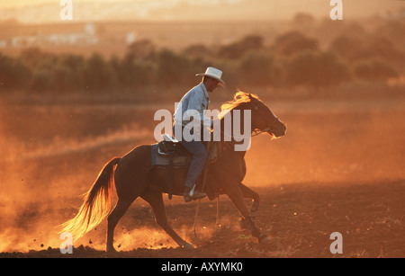 Quarterhorse (Equus przewalskii f. caballus), pilota occidentale in serata rider Foto Stock