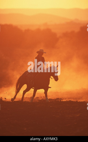 Quarterhorse (Equus przewalskii f. caballus), pilota occidentale in serata rider Foto Stock