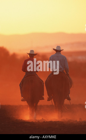 Quarterhorse (Equus przewalskii f. caballus), pilota occidentale in serata rider Foto Stock