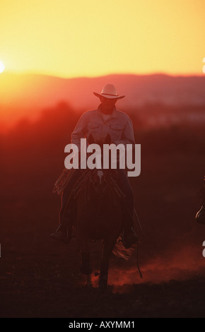 Quarterhorse (Equus przewalskii f. caballus), pilota occidentale in serata rider Foto Stock