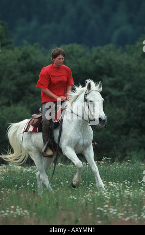 Pony Connemara (Equus przewalskii f. caballus), con horsewoman Foto Stock