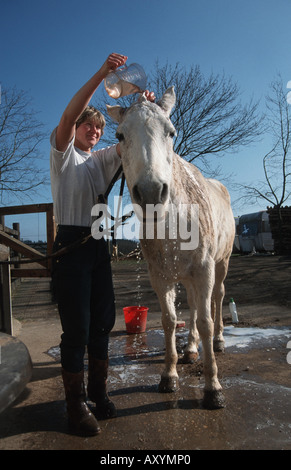 Pony Connemara (Equus przewalskii f. caballus), lavaggio Foto Stock