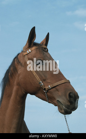 Cavallo Akhal-Teke (Equus przewalskii f. caballus), ritratto Foto Stock