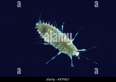Alderfly (Sisyra fuscata), larva Foto Stock