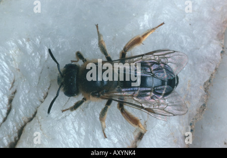 Le api di sudore, fiore api, halictid api (Halictus rubicundus) Foto Stock